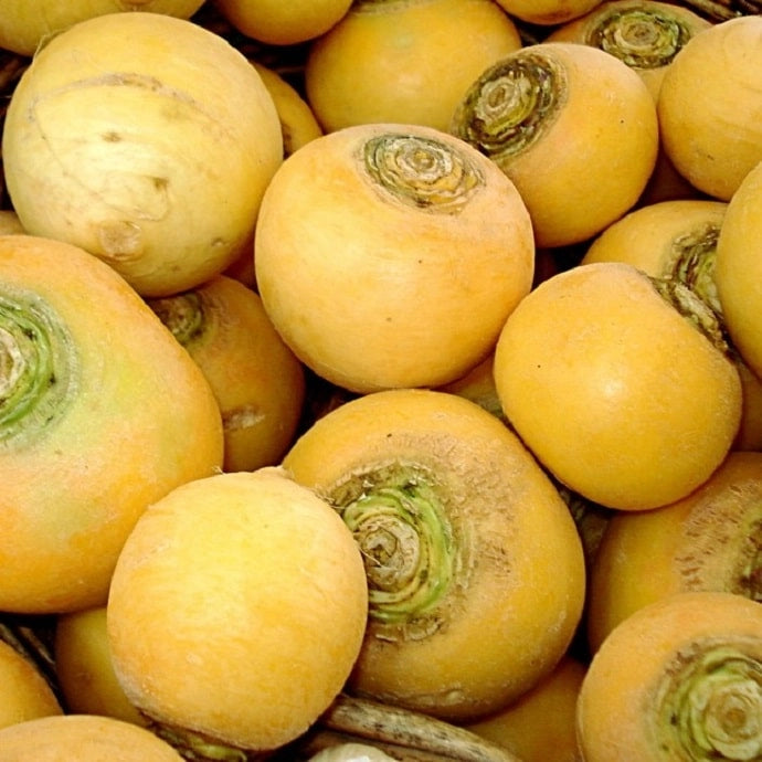 Navet boule d’or