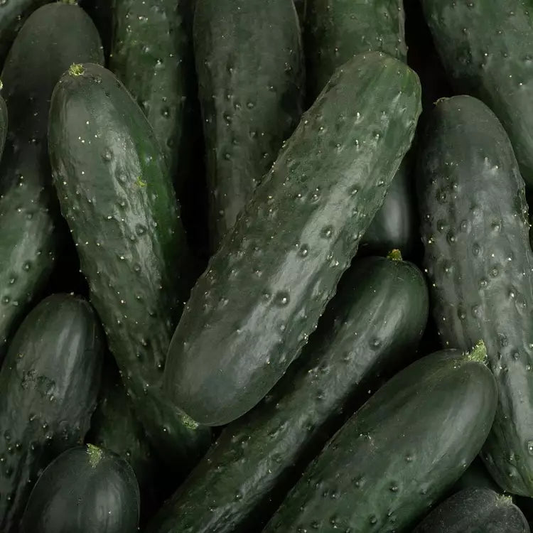The Noa cucumber