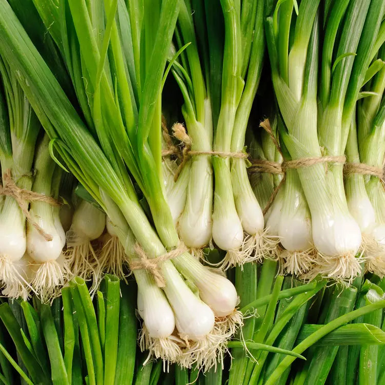Bunched white onions
