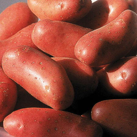 Pomme de terre variété Valérie