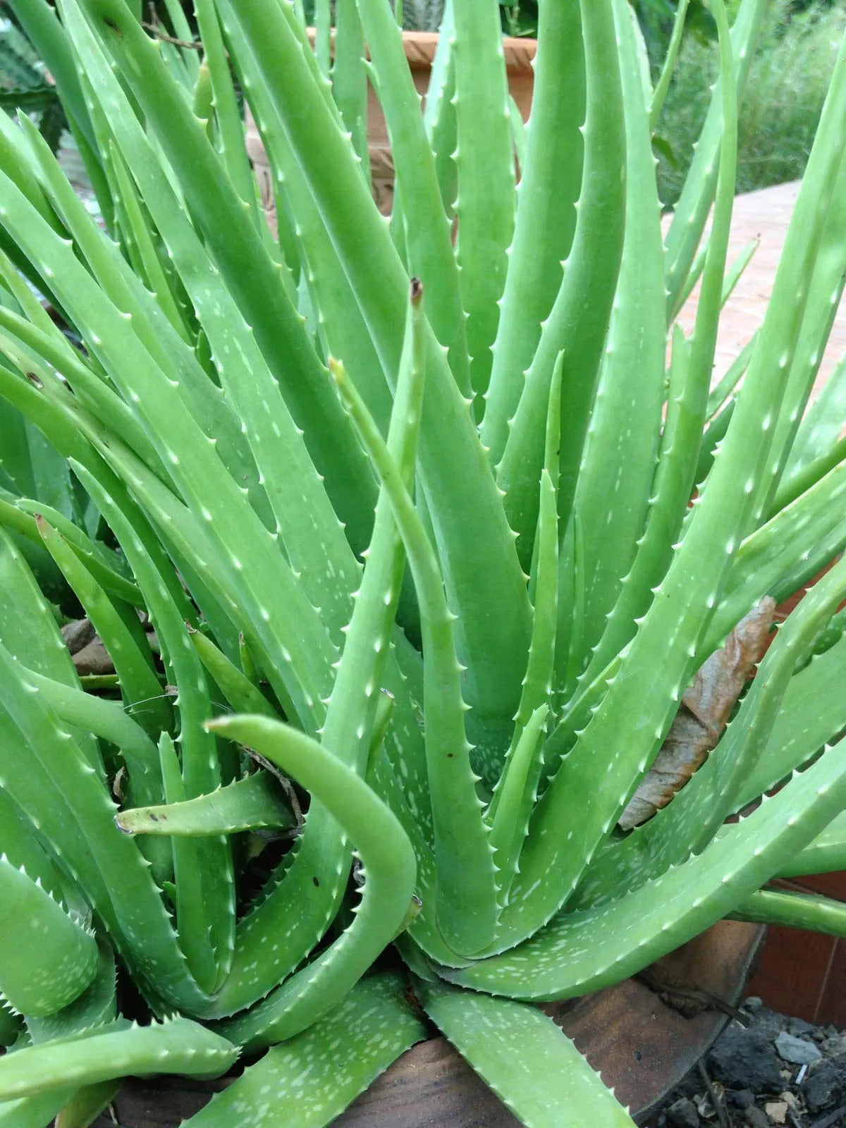 L’aloe vera