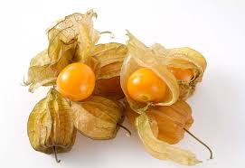 The physalis or love cape
