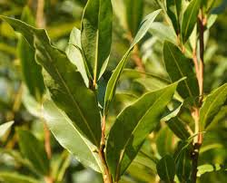 Dry bay leaf