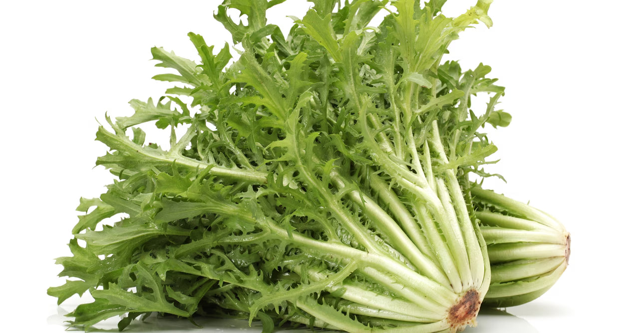 Curly endive