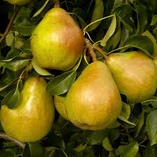 The Doyenné pear from Comice