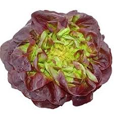 Red lettuce