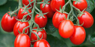 Tomate cerise allongée