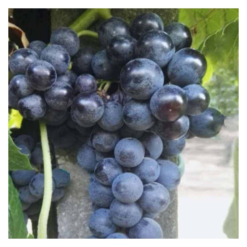 Raisin noir sans pépins