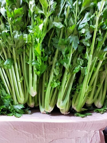Céleri vert