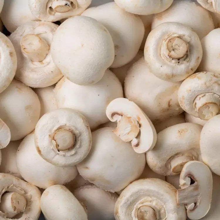 Champignon blanc géant