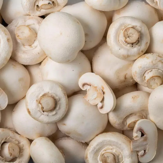 Champignon blanc géant