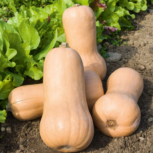 Courge butternut