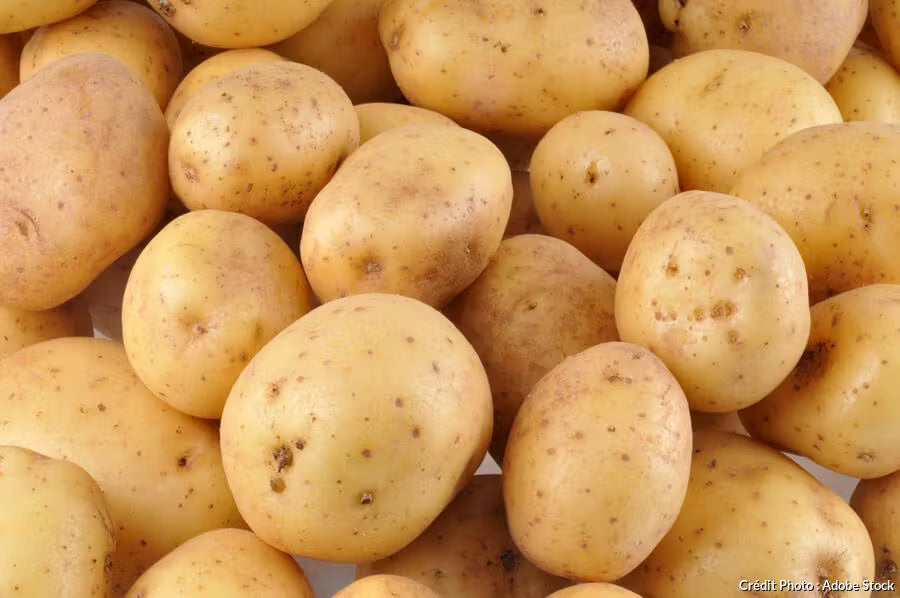 Pomme de terre binje