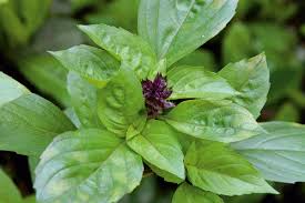 Basilic