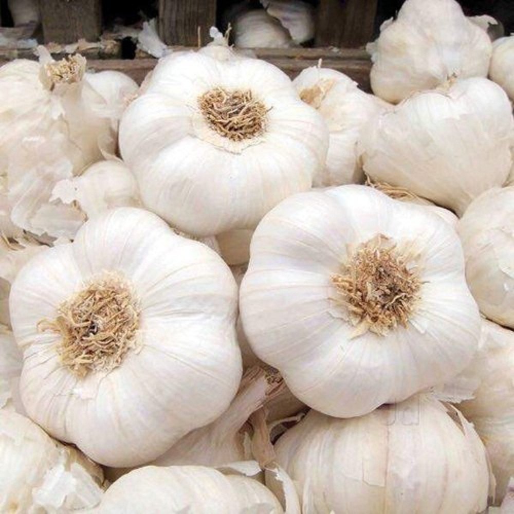 Ail frais blanc