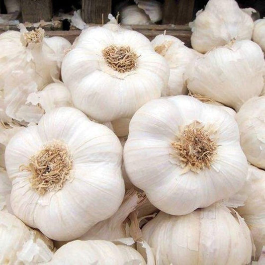 Ail frais blanc