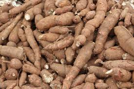 Manioc