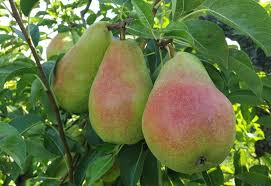 Poire qualité