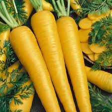 The yellow carrot