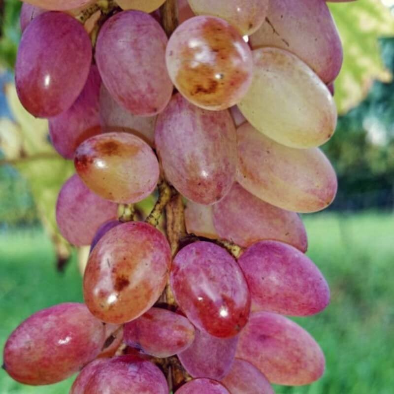 Raisin rosé sans pépins