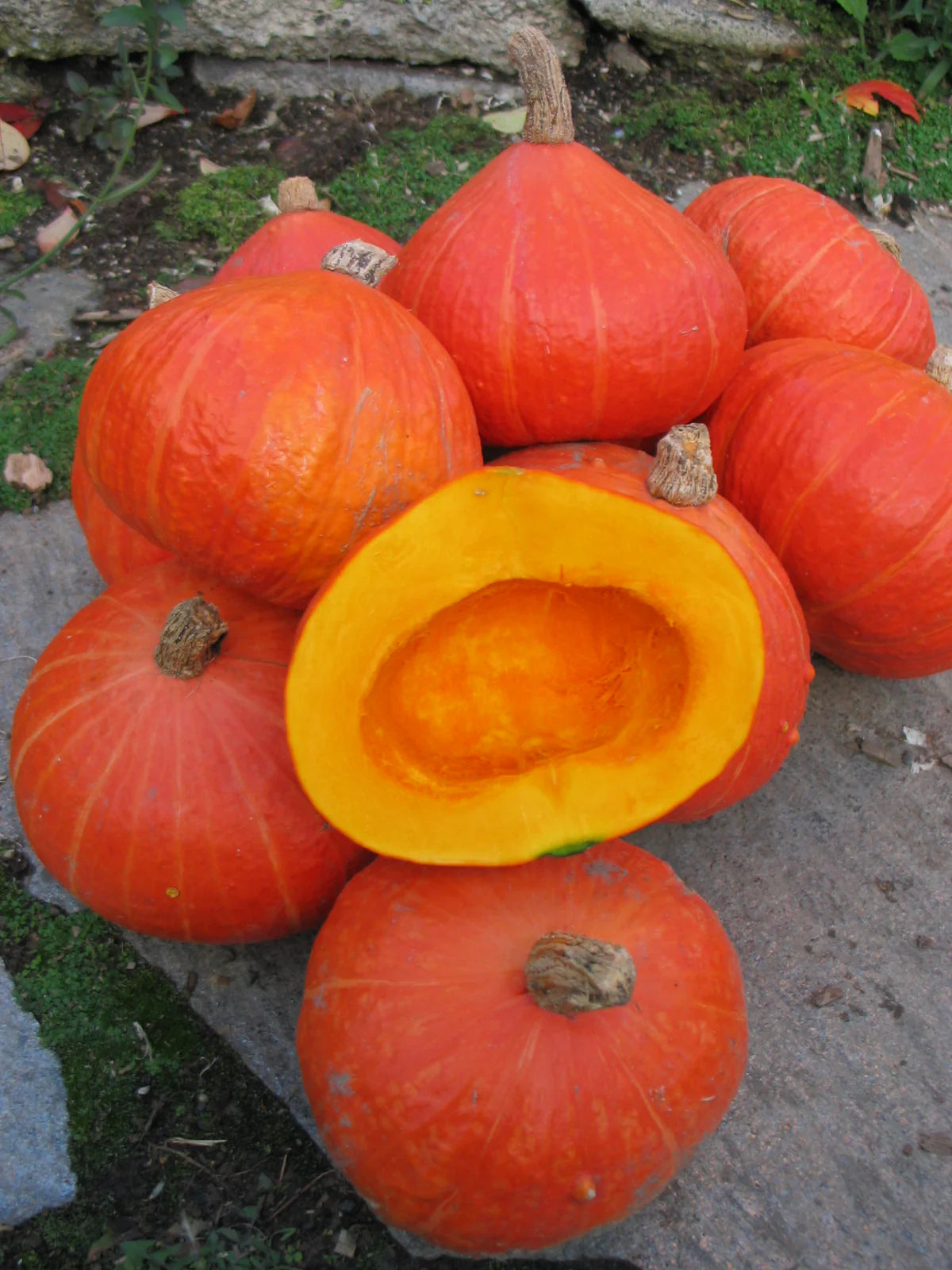 Potimarron