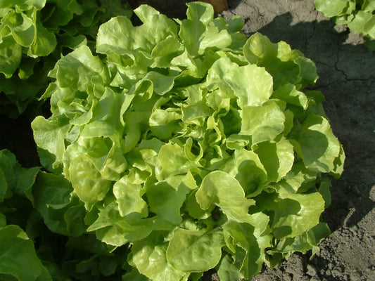 Feuille de chêne verte